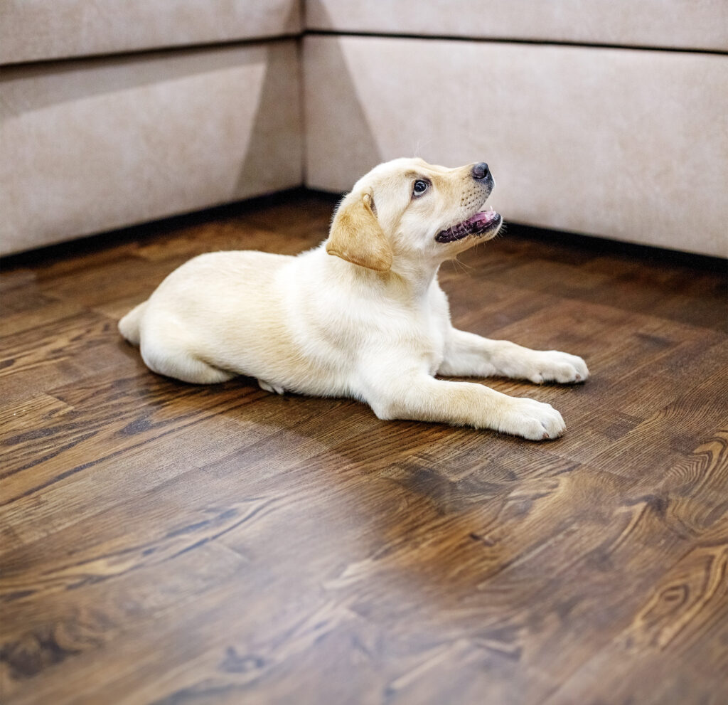Dog sitting on hardwood luxury vinyl plank flooring