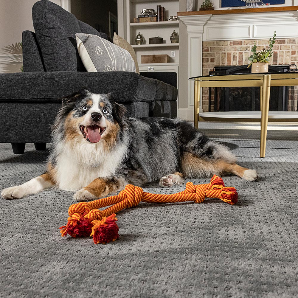 Dog resting on carpet